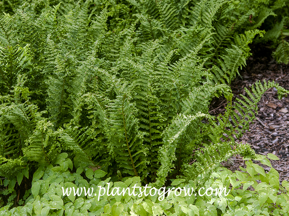 Crested Lady Fern (Athyrium filix-femina Vernoniae Cristata) 
(mid July)